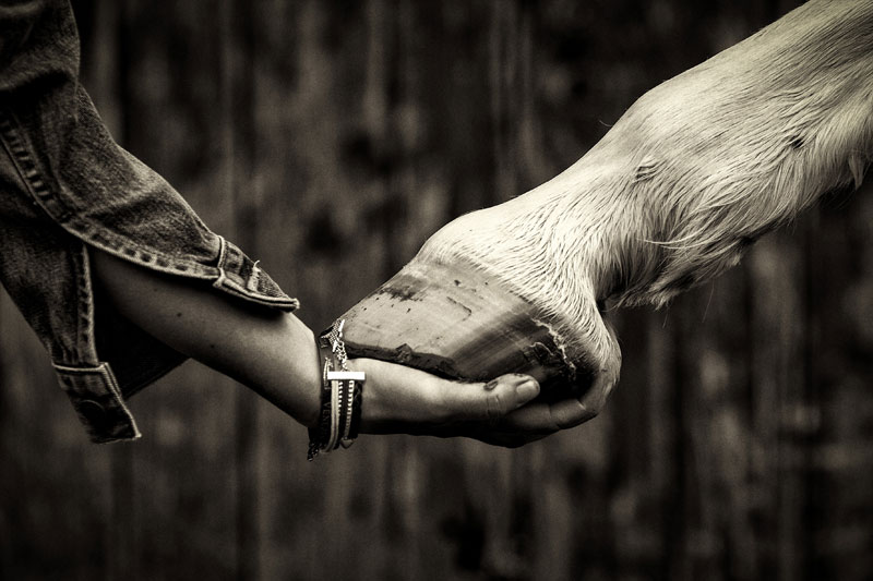 pferd_und_mensch